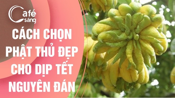 Cách Mua Phật Thủ Đẹp: Bí Quyết Chọn Quả Tài Lộc Cho Năm Mới