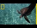 Saving Sea Turtles in the Solomon Islands | Short Film Showcase