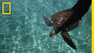 Saving Sea Turtles in the Solomon Islands | Short Film Showcase