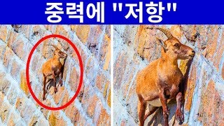 독특한 능력을 가진 17가지 신기한 동물