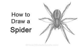 How to Draw a Spider (Wolf Spider)