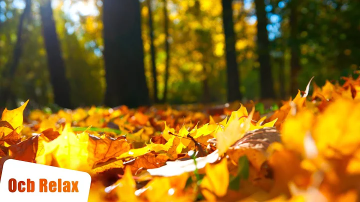 10 Hours of Relaxing Music - Sleep Music, Cello & Piano Music for Stress Relief (Zoe)