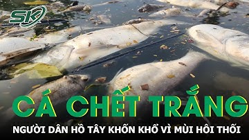 Cá chết trắng ở Hồ Tây, người dân khốn khổ vì mùi hôi thối nồng nặc | SKĐS