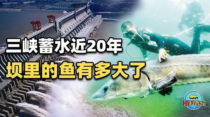 三峽大壩蓄水近20年，如今水庫裡面的大魚到底能有多大？【Hi科普啦】 - 天天要聞