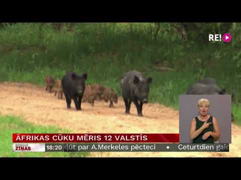 Video: Kā Padarīt Cūku Mērķi