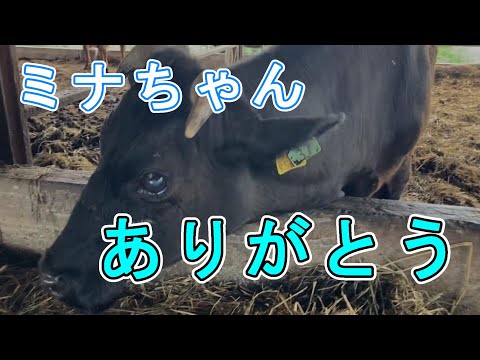 青耳標37こと盲目牛のミナちゃんが虹の橋を渡りました。今まで精いっぱい頑張って生きてくれました。本当にありがとう。福島県双葉郡浪江町にある【希望の牧場】　　＃希望の牧場　＃被曝牛