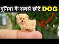 दुनिया के 10 सबसे छोटे कुत्ते ? | Top 10 Smallest Dog Breeds