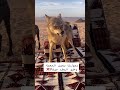 عندما يغدر الذئب صاحبه بعد تربيته هو صغير قام باكله