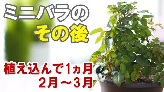 ミニバラの育て方 成育過程　冬から春　新芽が吹き始めました！