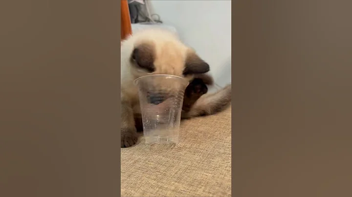 Video 11791251: siamese kitten