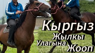 Кыргыз жылкы Кучтуу жылкы Улагына жооп