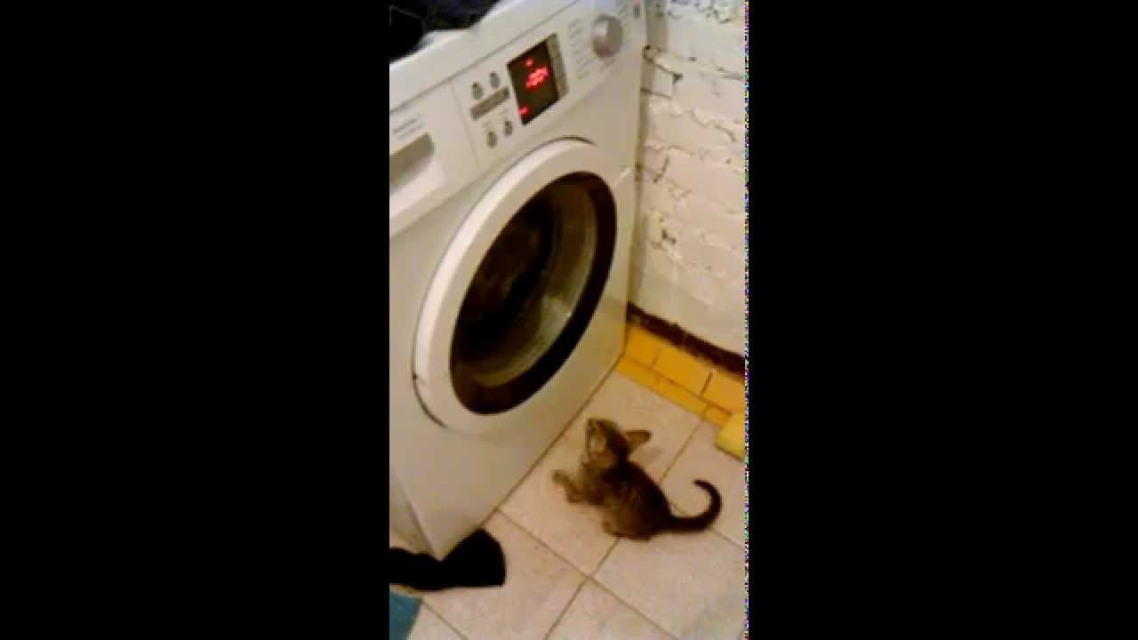 Кошка в стиральной машине