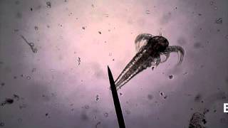 Immature Brine Shrimp Movement (Microscopic: 40X)