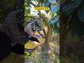 Grapefruit Tree Ring Cutting: Boost Fruit Growth Naturally 🍊🌿