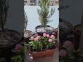 What flowers are best to grow on a balcony in nice shorts shots