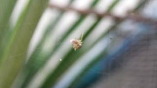 Spider wrapping an ant