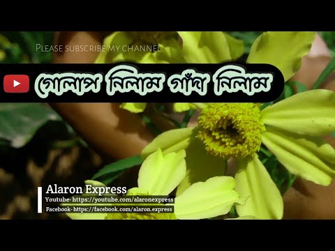 golap-nilam-gada-nilam-।-গোলাপ-নিলাম-গাঁদা-নিলাম-।-islamic-song