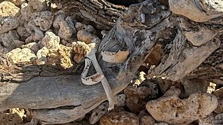 Finding Human Remains at Kū’au Beach Park Oct 2025