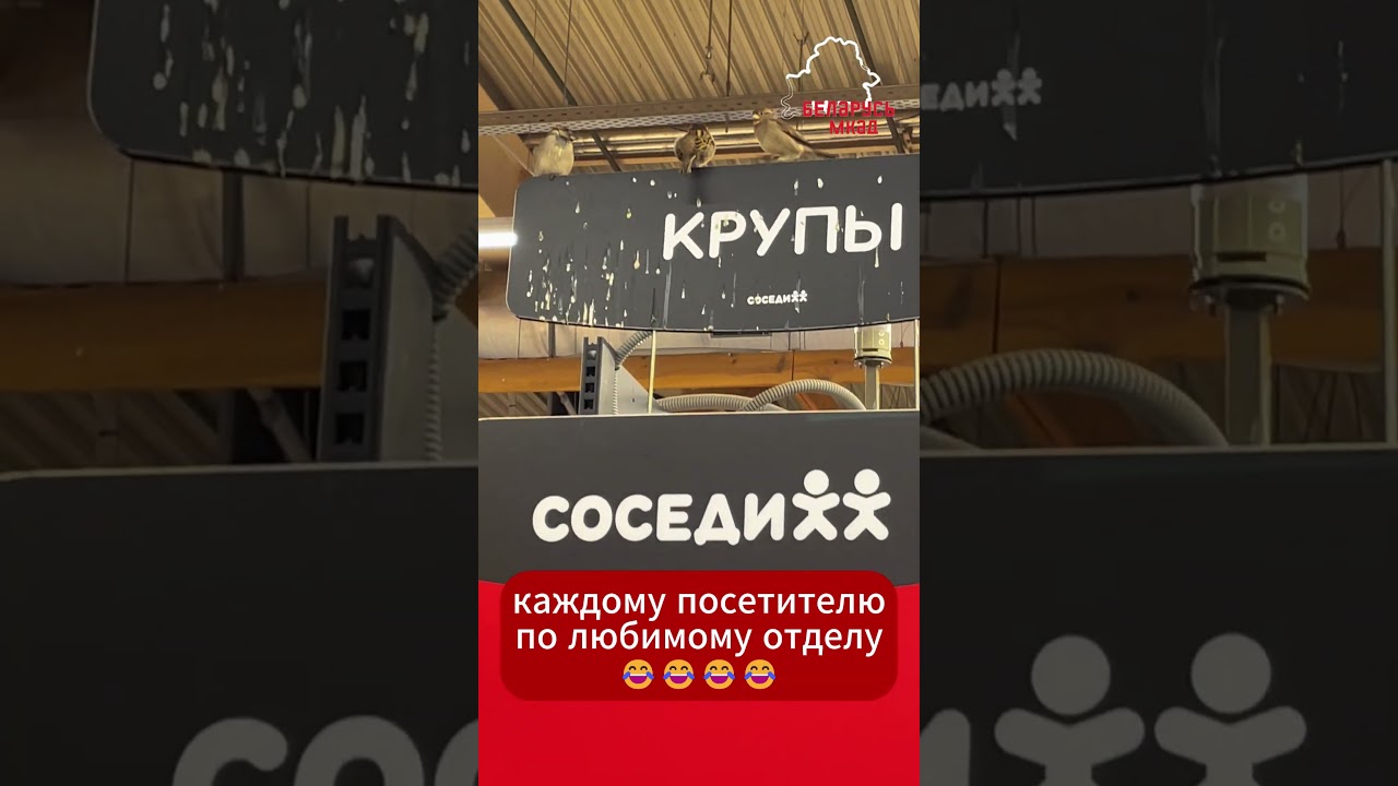 Eco-friendly магазин в Минске борется за каждого покупателя. В отделе круп нет отбоя от пернатых 😂😂