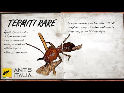 Two Extremely Rare Termite Species Discovered (EXCLUSIVE IMAGES)
