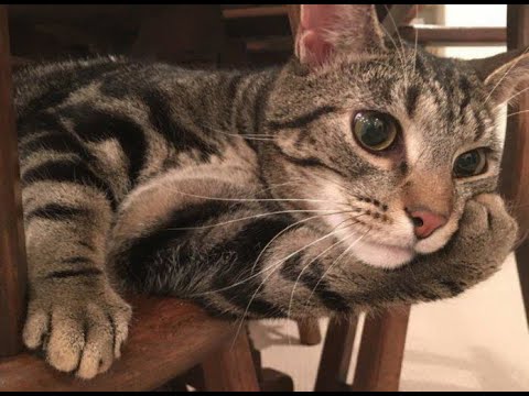Video: Ինչպես վարժեցնել կատվին աղբը, եթե նա ամենուր զուգարան է գնում