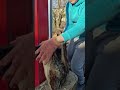 Best Log Splitter