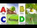 Insects Alphabet Song | Insects ABC Song | Phonics for Kids | Baby, Alphabet Letters
