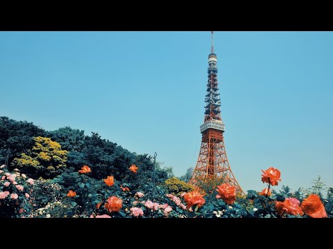 Top 25 Must-Visit Destinations in Japan