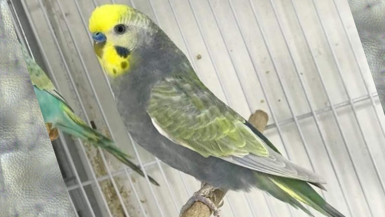 حقيقه الرينبو الرمادي