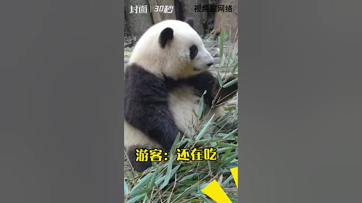 网友看望旅英大熊猫 四川话无障碍交流 盘点那些能听懂四川话的“滚滚” - 天天要闻