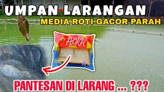 UMPAN KERAS ‼️ UMPAN IKAN MAS LARANGAN || JANGAN DI PAKAI ‼️