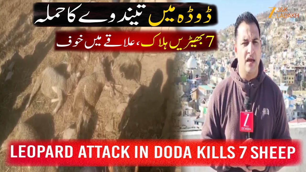 "Leopard Attack in Doda: Seven Sheep Killed, Family Devastated as Locals Fear for Safety."