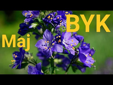 BYK♉ MAJ 2025