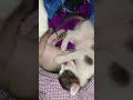 My cat with her five kittens #cat #kitten #adorable #cute