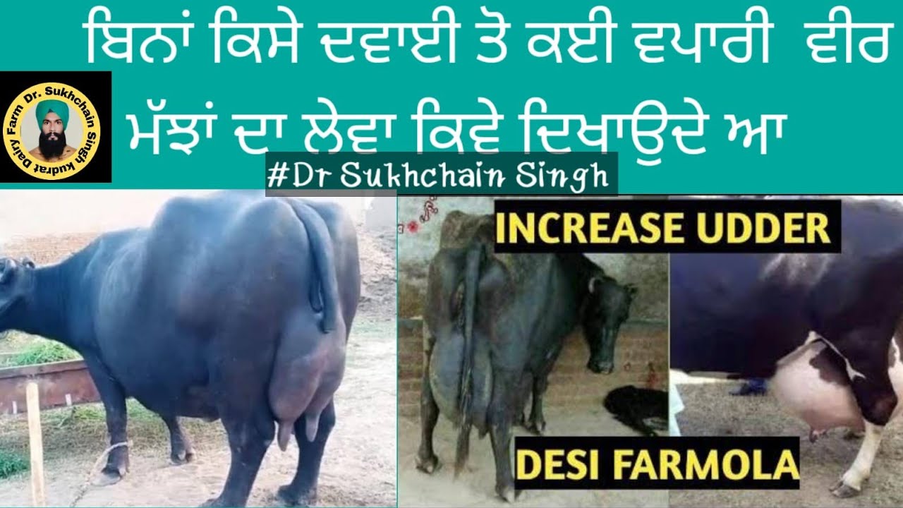ਕਈ ਵਪਾਰੀ ਵੀਰ ਮੱਝਾਂ ਗਾਵਾਂ ਦਾ ਲੇਵਾ ਕਿਵੇਂ ਬਣਾਉਂਦੇ ਆ Dr Sukhchain singh Kudrat dairy farm 