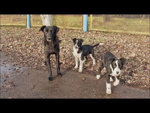 Desperate Family of Stray Dogs Trying to Survive at Gas Station