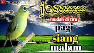 pencingan kecial kuning joss PAGI SIANG MALAM sukses bikin gacor💯(ciak ciak mania)