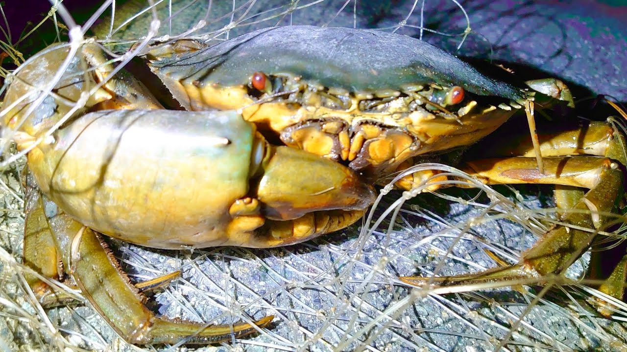 ホモサピさんと投網してたら車のハンドルサイズの巨大ガニに遭遇！？