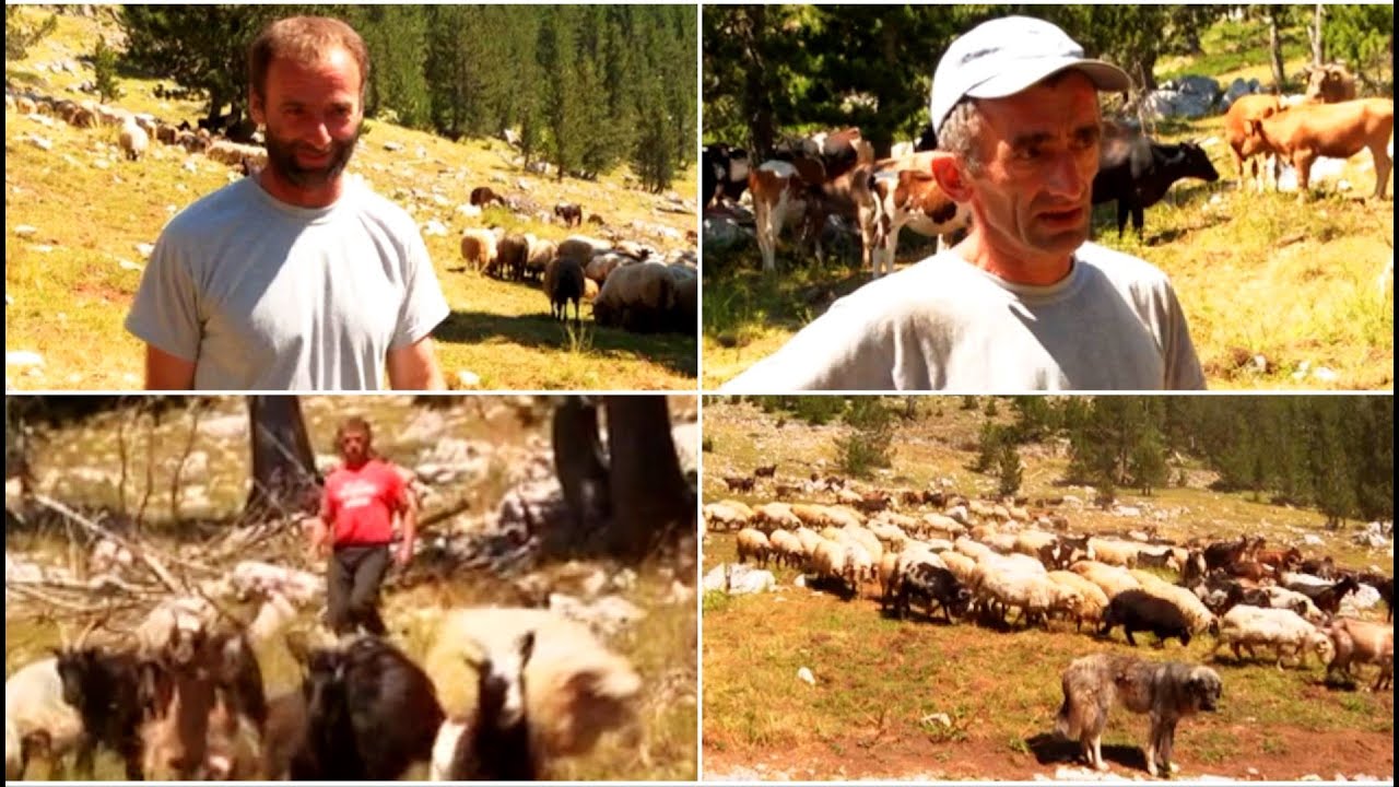 TRI NEOZENJENA BRATA-NAJVECI STOCARI U CRNOJ GORI