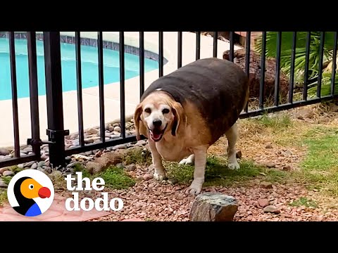 Βίντεο: Πόσο Big Do Beagle & Boxer κουτάβια πάρει;