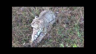 TRAPPING TRADITIONS  2021 2022   EPS  08