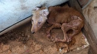 Locked and tied brutally all his life in a dirty box, almost lost his legs and all hope - YouTube