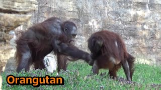 オランウータン☻ ?media_id=3521176351031620164