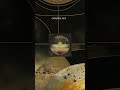 Johnny Deep - Mood Groove (Original Mix) Unique Progressive House