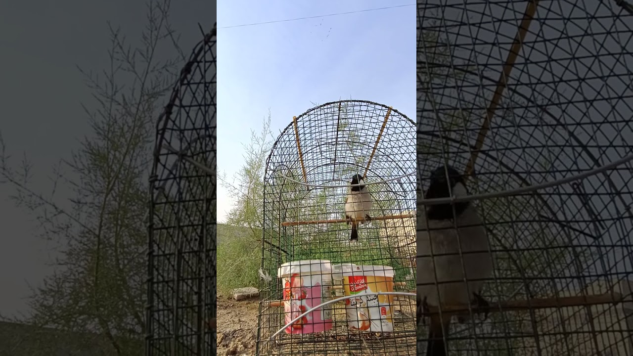 أقوى طياريات بلبل وحشي مجرب لفتح للبلابل القافله