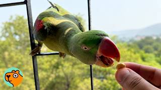 Wild Parrot Joins Man For Breakfast Every Day  Cuddle Buddies