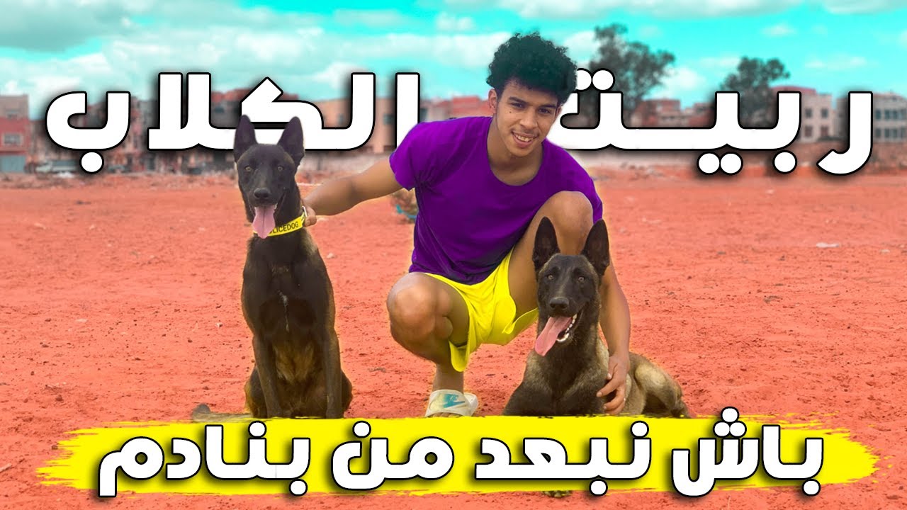 يوم كامل مع مربي مالينوا و هذا هو سبب لي خلاه يربي الكلاب