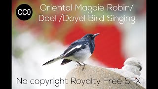 Bird Sound : Oriental Magpie Robin or Doel(Doyel) Bird Singing - No copyright Royalty Free SFX (CC0) screenshot 5