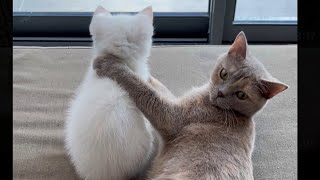 Mom & son #catvideos #kitten #cat #pets