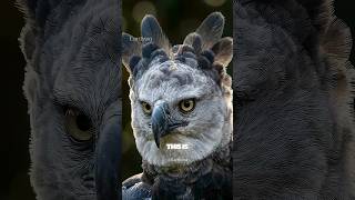 An apex predator with a grip stronger than a bear’s bite | The Harpy Eagle